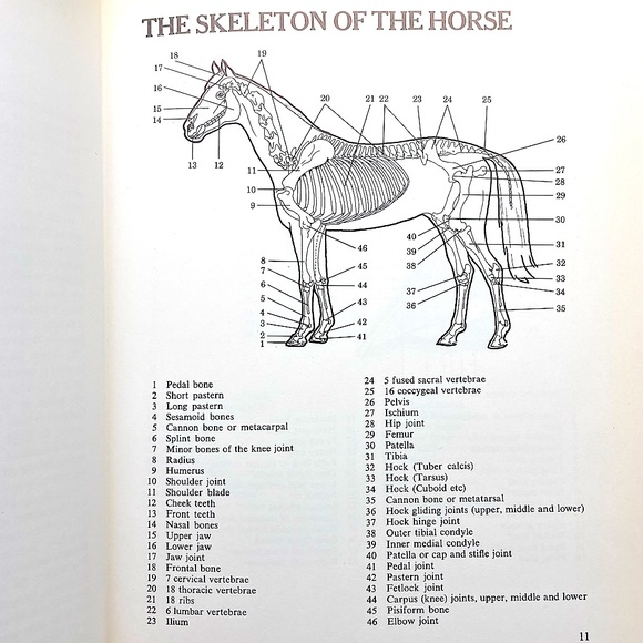 Healthy Horse Handbook Illustrated Hardcover Educational Academia - Picture 6 of 16